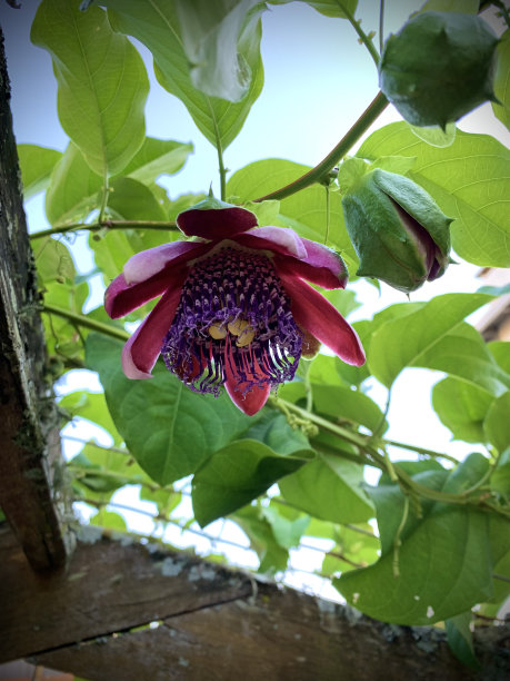 passiflora