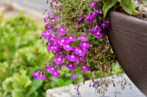 lobelia