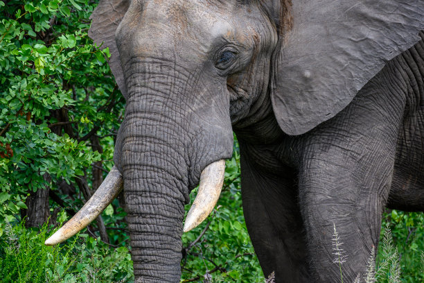 pachyderm
