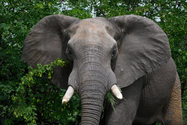 pachyderm