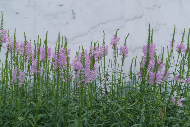 calluna