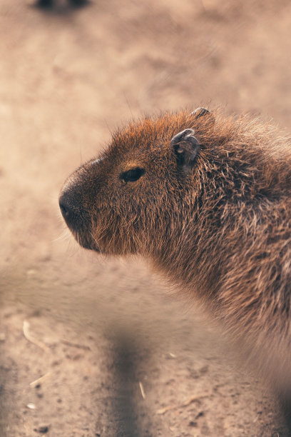 capybara