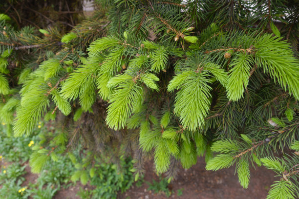 spruce