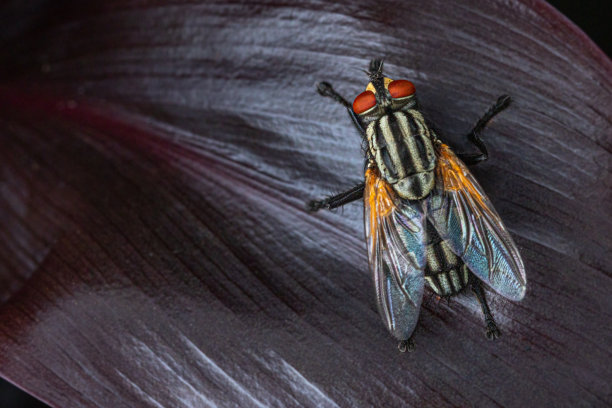 发光眼睛生物特写