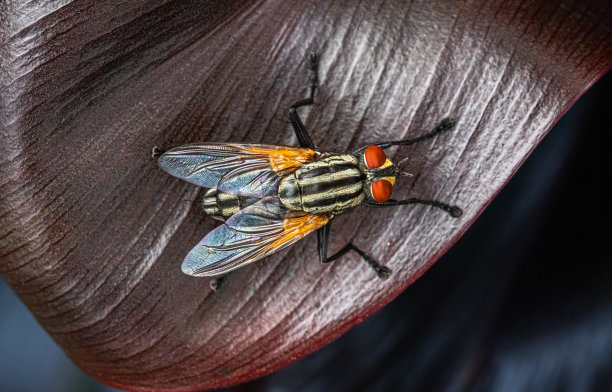 发光眼睛生物特写