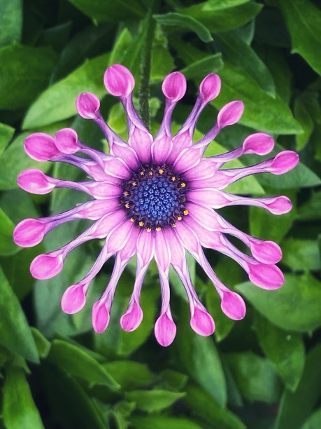 精美紫色绿色圆形花纹图案