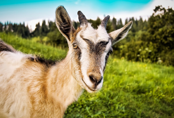 goat