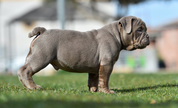 pedigree