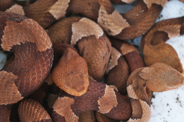 copperhead