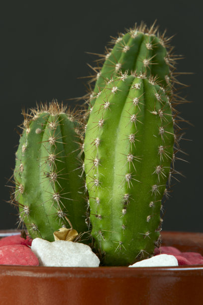 gymnocalycium