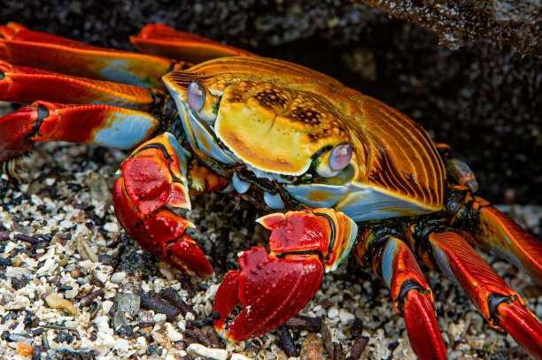 crustacean