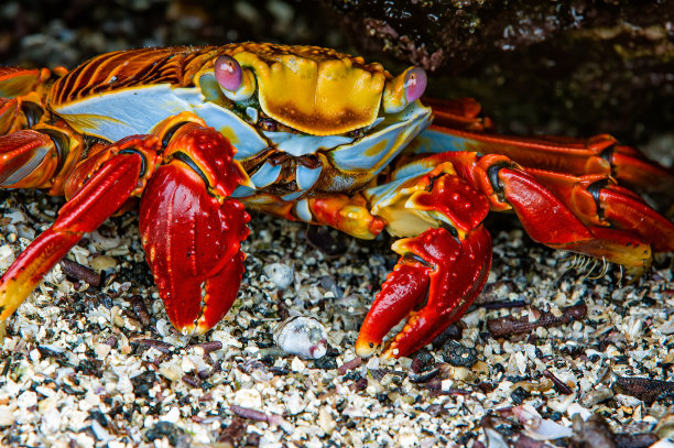 crustacean