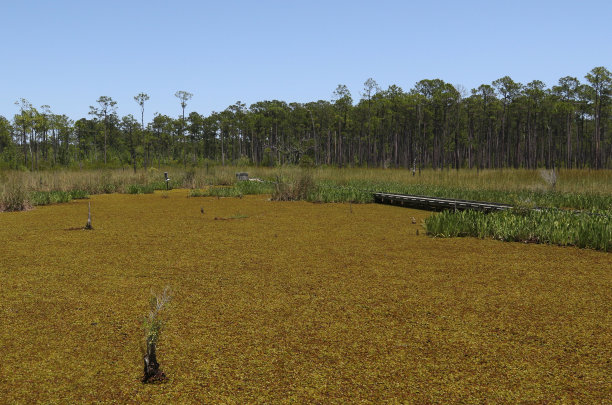 marsh