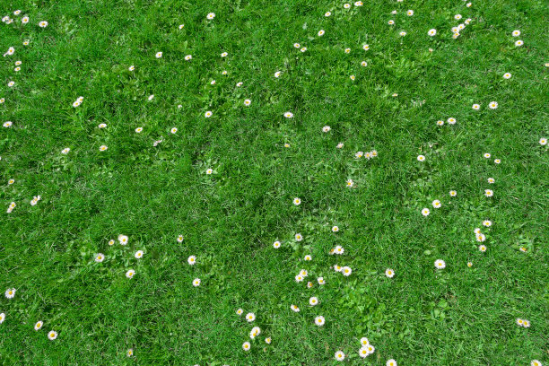 wildflower
