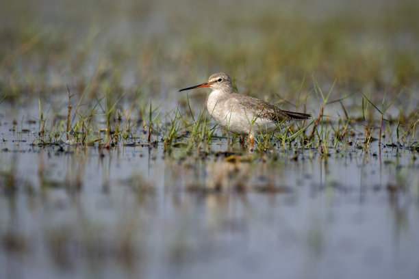 limosa