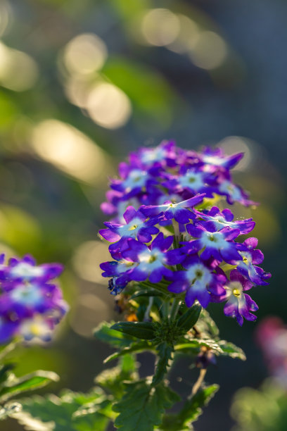 verbena