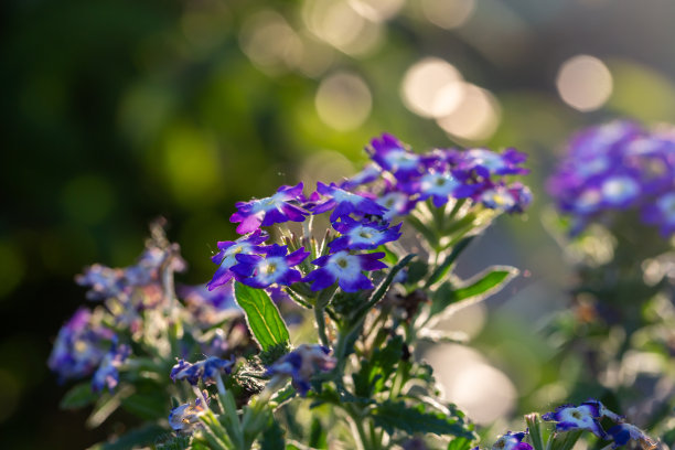 verbena