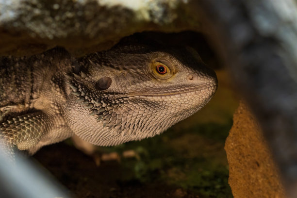 pogona