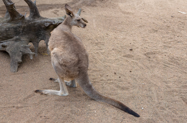 wallaroo
