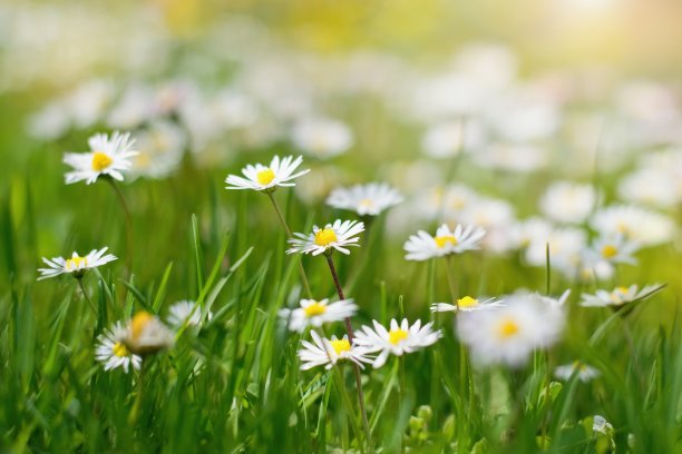 pyrethrum