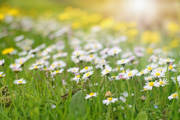 pyrethrum
