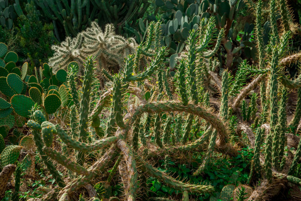 cholla
