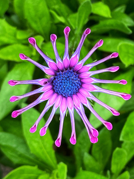 精美紫色绿色圆形花纹图案