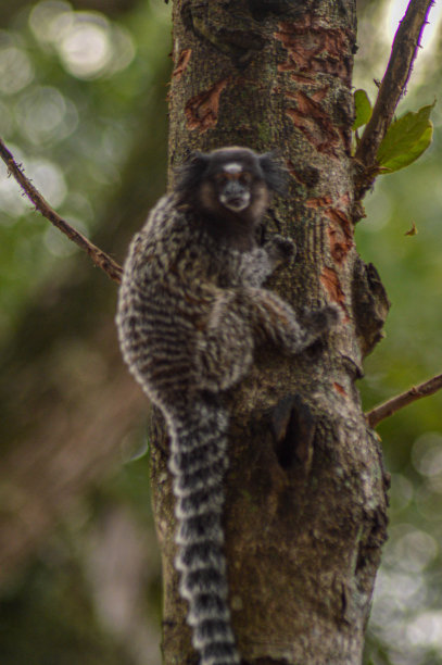 marmoset