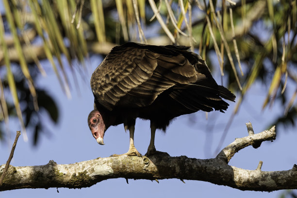 buzzard