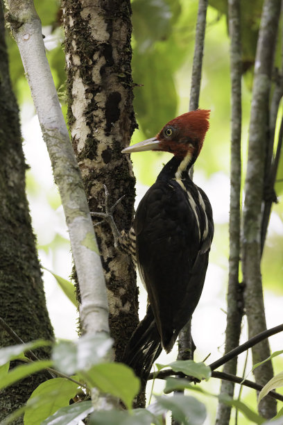 perched