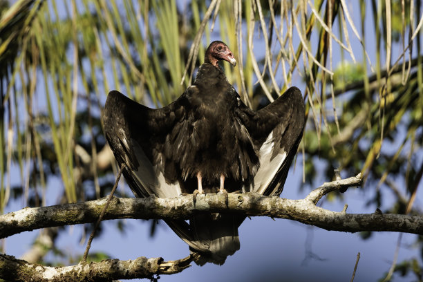 buzzard