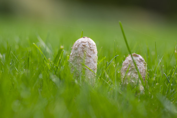coprinus