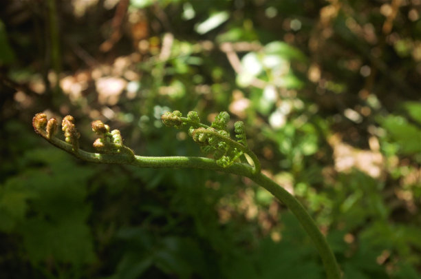 fiddlehead
