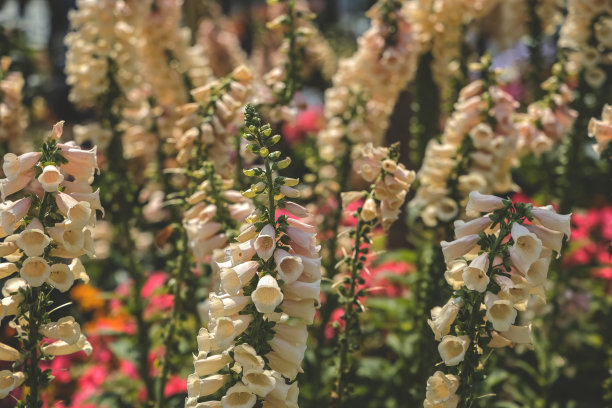 digitalis