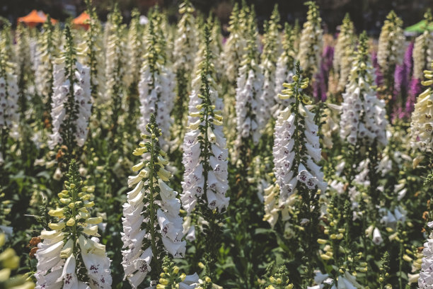 digitalis