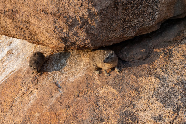 hyracoidea