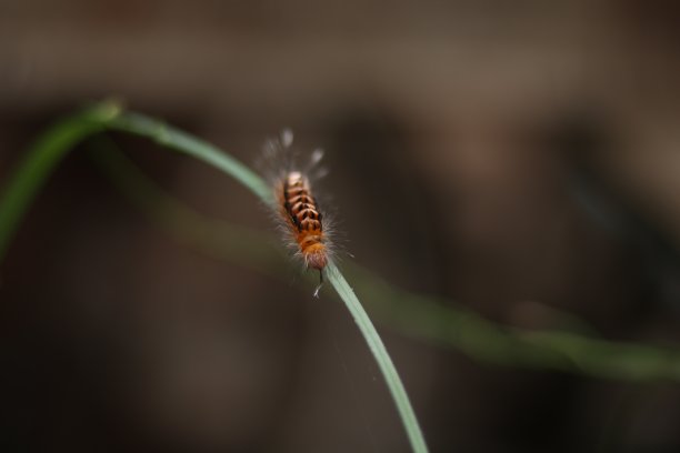 蜕变蝶变炫丽海报