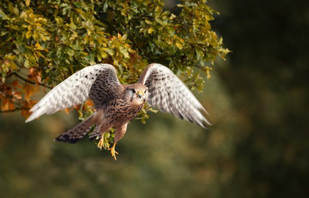 falcon