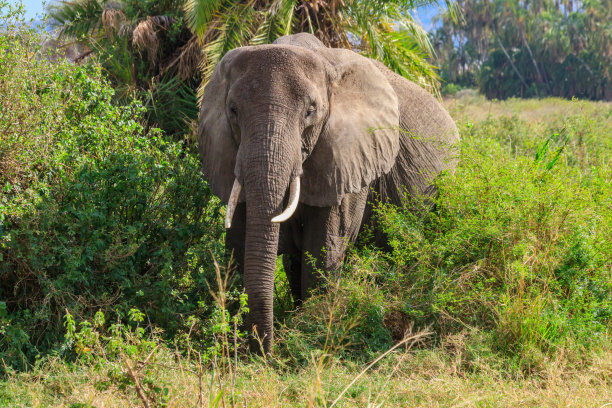 pachyderm