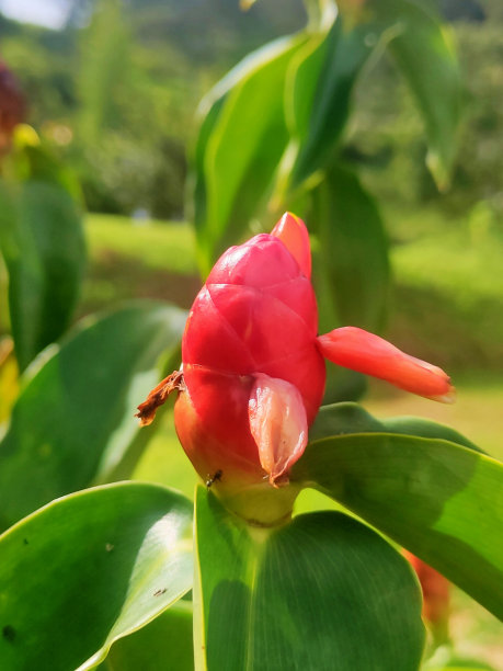 costus