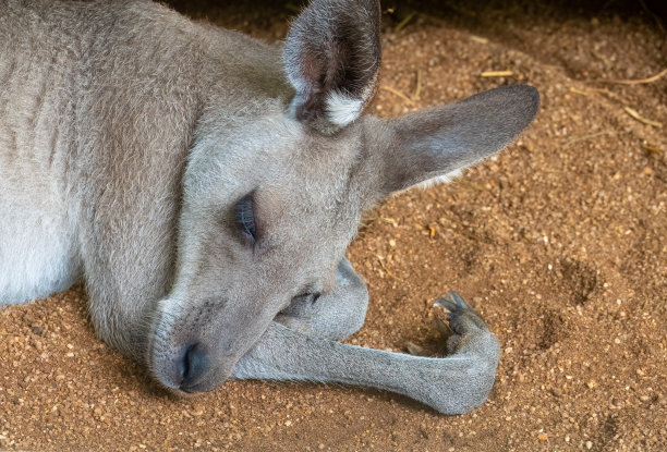 wallaroo