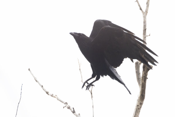 raven