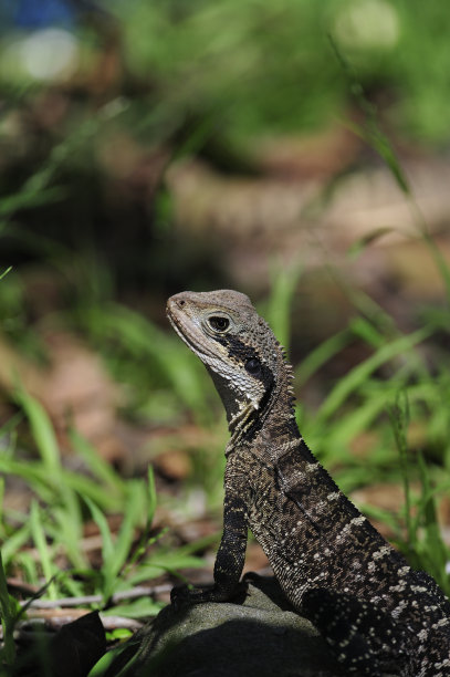 physignathus