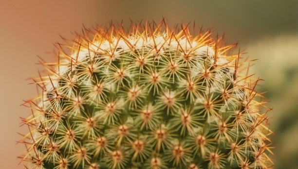 spiked