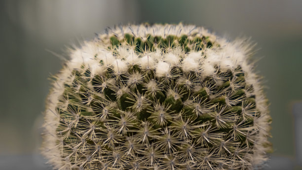 spiked