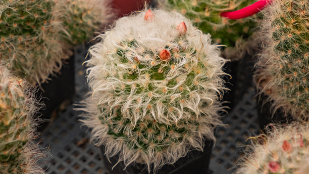 spiked