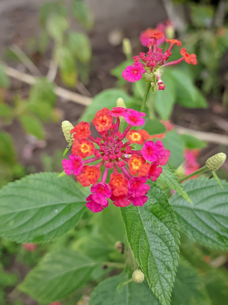 lantana