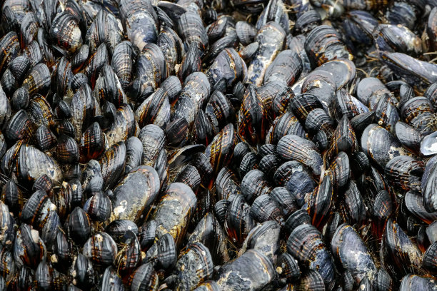 mussels
