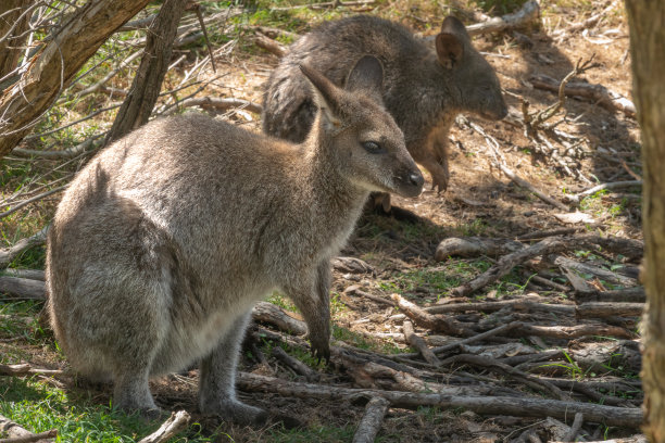 wallaroo