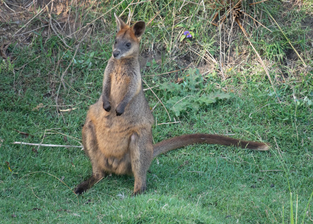 wallaroo